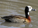 White-Faced Whistling Duck (WWT Slimbridge March 2011) - pic by Nigel Key